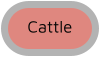 Cattle